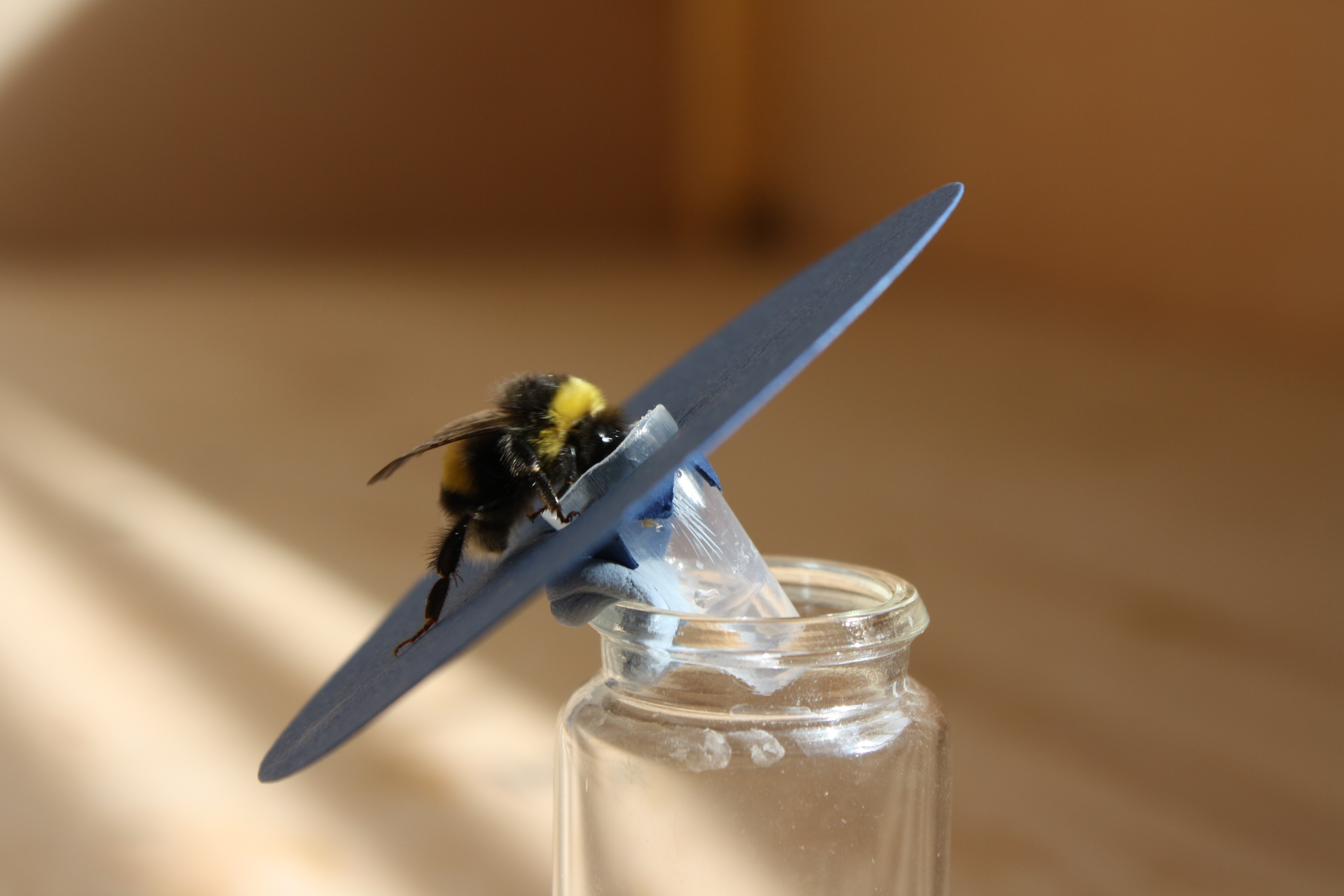 bee