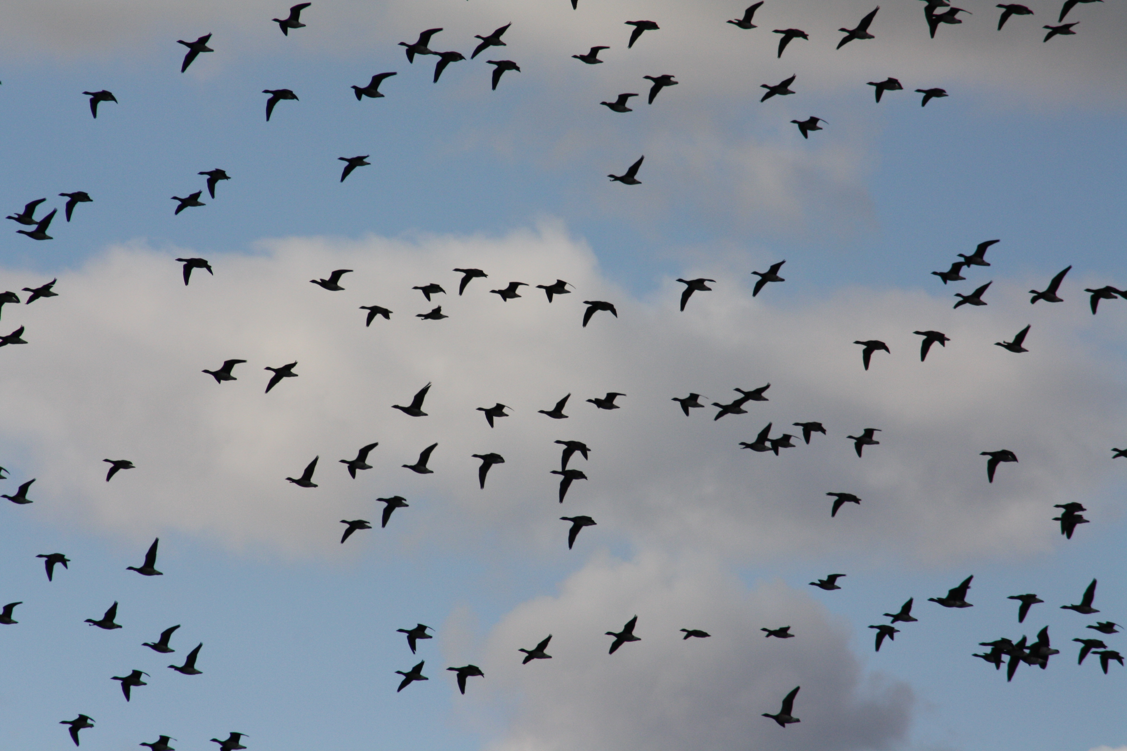 birds