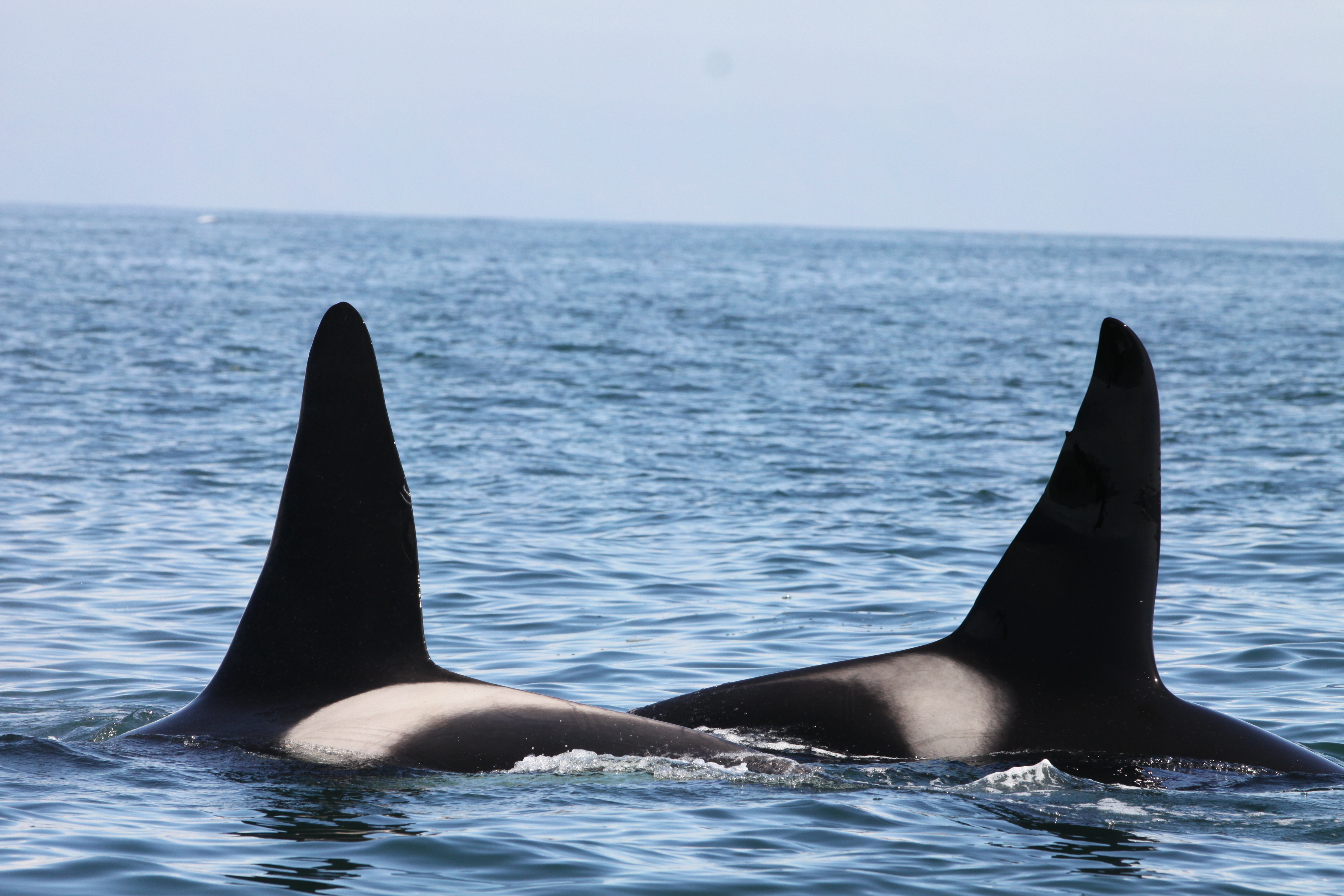 whales